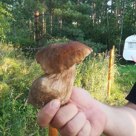 Zagroda Podlas - Gospodarstwo Agroturystyczne Aleksandrow k Bilgoraja Extérieur photo