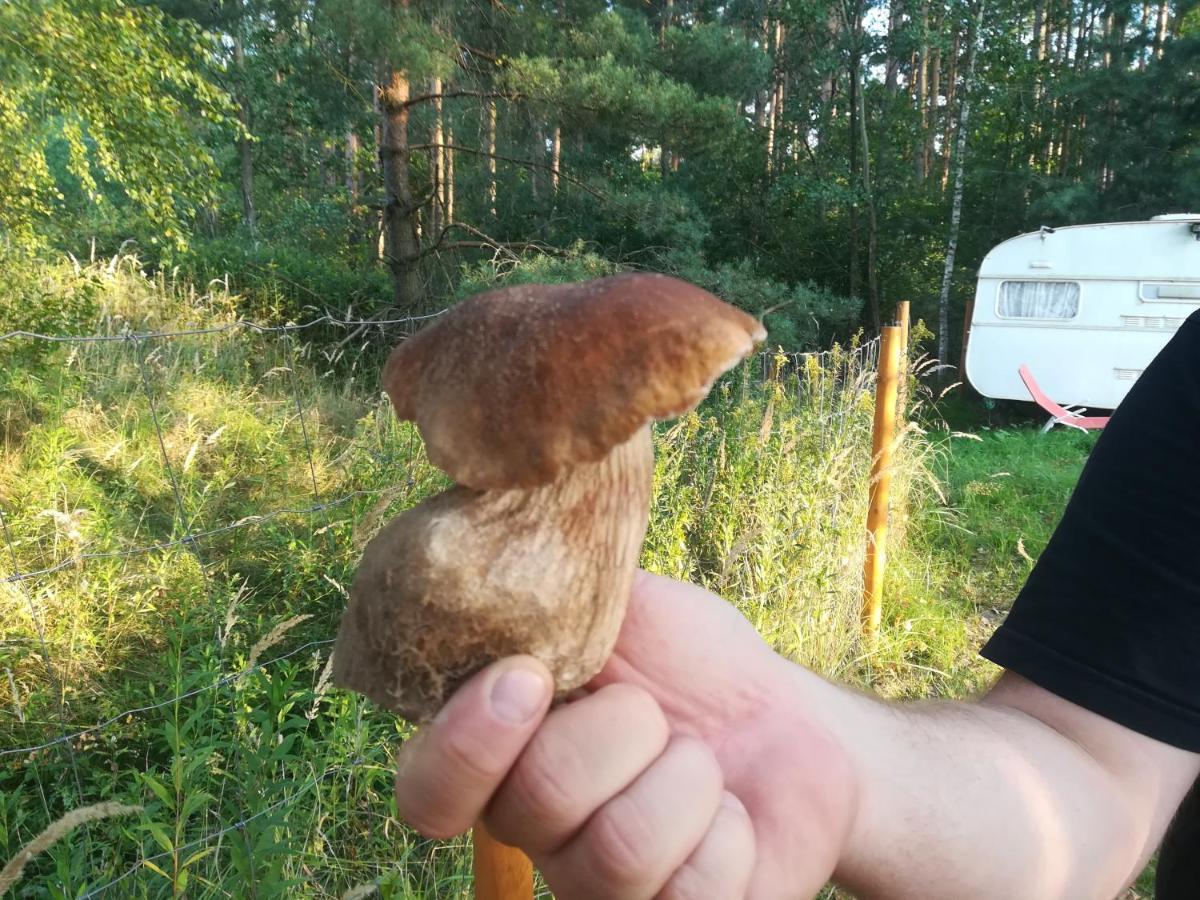 Zagroda Podlas - Gospodarstwo Agroturystyczne Aleksandrow k Bilgoraja Extérieur photo